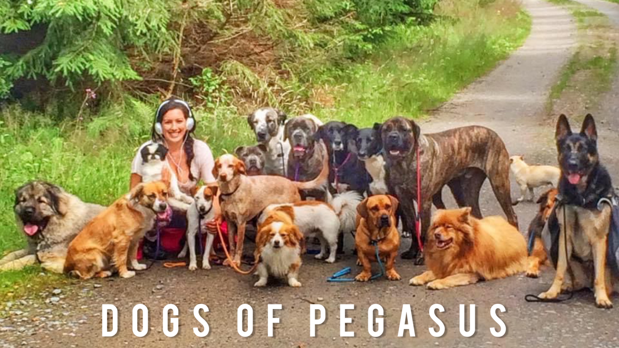 Dogs of Pegasus